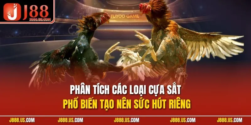 Phân tích các loại cựa sắt phổ biến tạo nên sức hút riêng